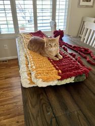 Lost Male Cat last seen 15th and Redwood Ave, Boulder, CO 80304