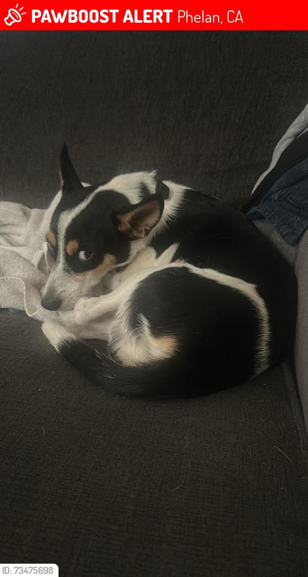 Lost Male Dog last seen Caughlin and Mesa, Phelan, CA 92371