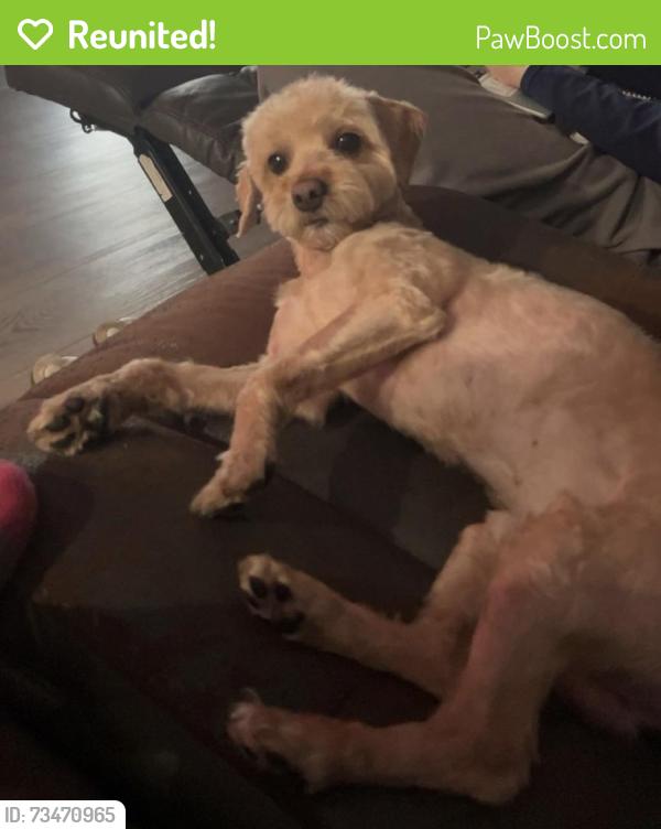 Reunited Male Dog last seen Braden, Detroit, MI 48210