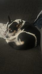 Lost Male Dog last seen Caughlin and Mesa, Phelan, CA 92371