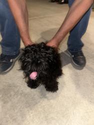 Reunited Male Dog last seen Next to black arroyo park, Albuquerque, NM 87114