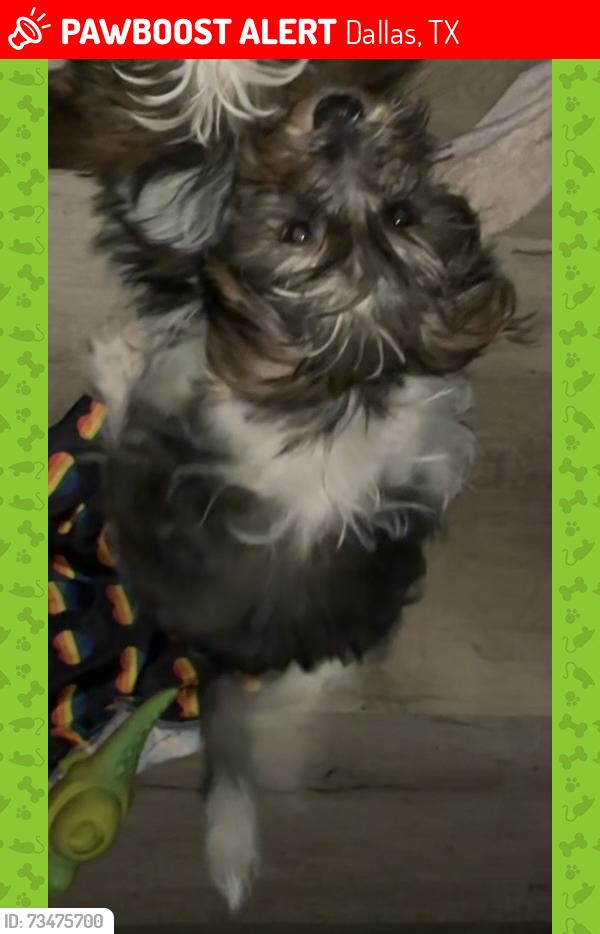Lost Male Dog last seen Vallejo Drive, Dallas, Texas, Ee. Uu., Dallas, TX 75227