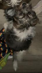 Lost Male Dog last seen Vallejo Drive, Dallas, Texas, Ee. Uu., Dallas, TX 75227
