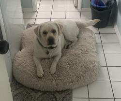 Reunited Male Dog last seen Wardlow and Magnolia, Long Beach, CA 90806
