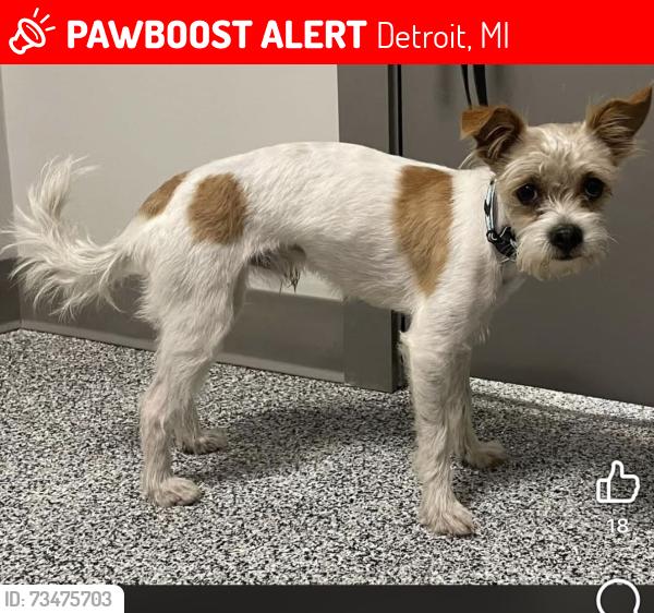 Lost Male Dog last seen 7mile, Detroit, MI 48205