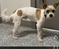 Lost Male Dog last seen 7mile, Detroit, MI 48205