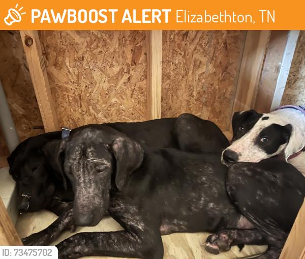Found/Stray Male Dog last seen Flint Mill trail parking, Elizabethton, TN 37643