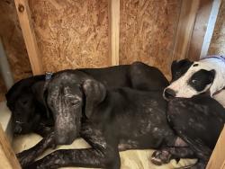 Found/Stray Male Dog last seen Flint Mill trail parking, Elizabethton, TN 37643