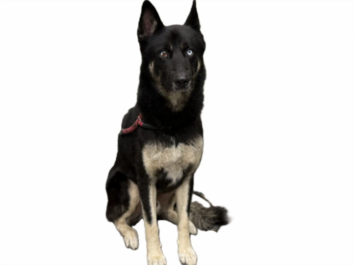 Shelter Stray Male Dog last seen , 3201 Lacy St, Los Angeles, CA 90031, USA