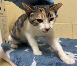Shelter Stray Female Cat last seen ELDER CREEK RD & FLORIN PERKINS RD, 2127 Front St, Sacramento, CA 95818, USA