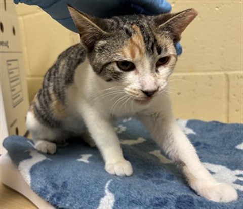 Shelter Stray Female Cat last seen ELDER CREEK RD & FLORIN PERKINS RD, 2127 Front St, Sacramento, CA 95818, USA