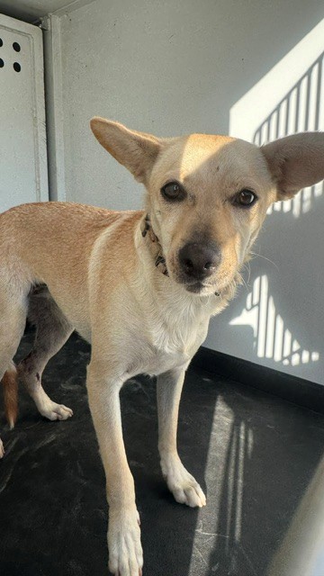 Shelter Stray Female Dog last seen Near BLK COPERNICUS, BAKERSFIELD, CA, 201 S Mt Vernon Ave, Bakersfield, CA 93307, USA