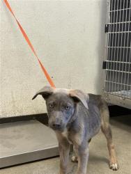 Shelter Stray Female Dog last seen Near BLOCK S HOLLY AVE FRESNO CA 93706, 5277 E Airways Blvd, Fresno, CA 93727, USA