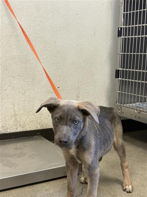 Shelter Stray Female Dog last seen Near BLOCK S HOLLY AVE FRESNO CA 93706, 5277 E Airways Blvd, Fresno, CA 93727, USA