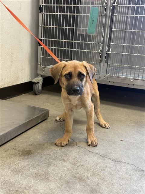 Shelter Stray Male Dog last seen Near BLOCK S HOLLY AVE FRESNO CA 93706, 5277 E Airways Blvd, Fresno, CA 93727, USA