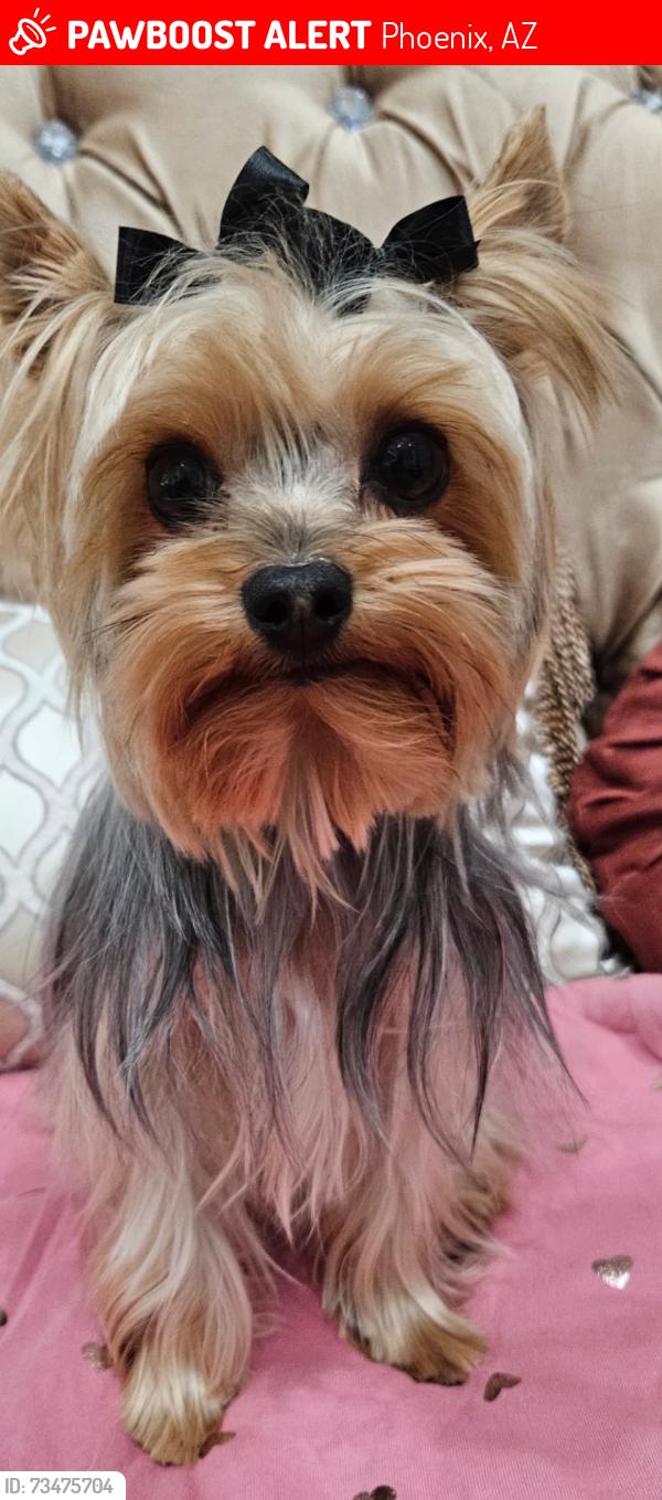 Lost Male Dog last seen Spotted on 3rd street and central, Phoenix, AZ 85004