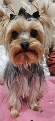 Lost Male Dog last seen Spotted on 3rd street and central, Phoenix, AZ 85004