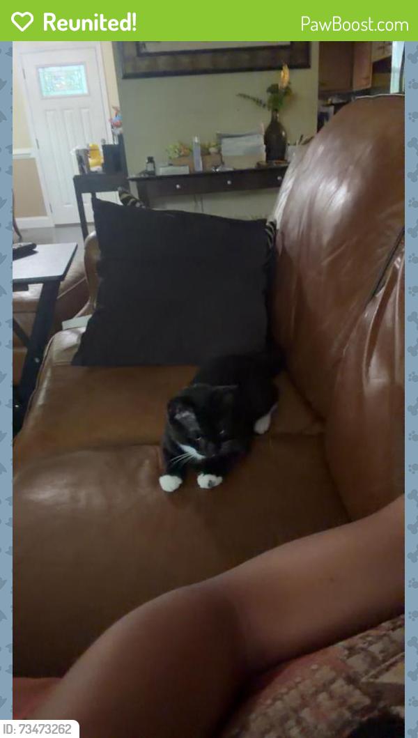Reunited Male Cat last seen Near S Harrison Rd, Sterling, VA 20164, USA, Sterling, VA 20164