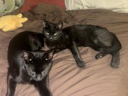 Found/Stray Female Cat last seen Near S Grand Blvd, St. Louis, MO 63111