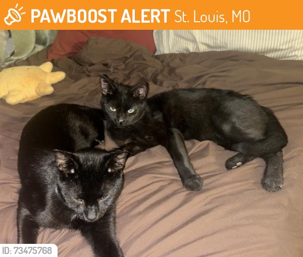 Found/Stray Female Cat last seen Near S Grand Blvd, St. Louis, MO 63111