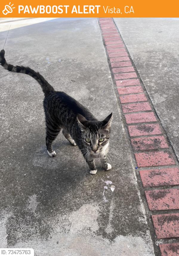 Found/Stray Female Cat last seen Tiffany Lane and Montgomery Ave, Vista, CA 92084