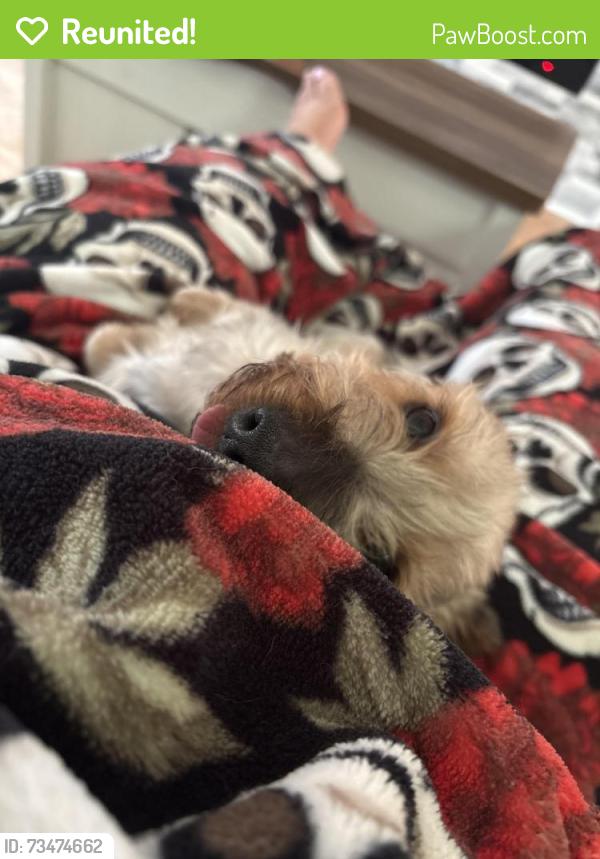 Reunited Male Dog last seen Near South & Cove Rd - behind Carollas, Pennsauken, NJ 08110