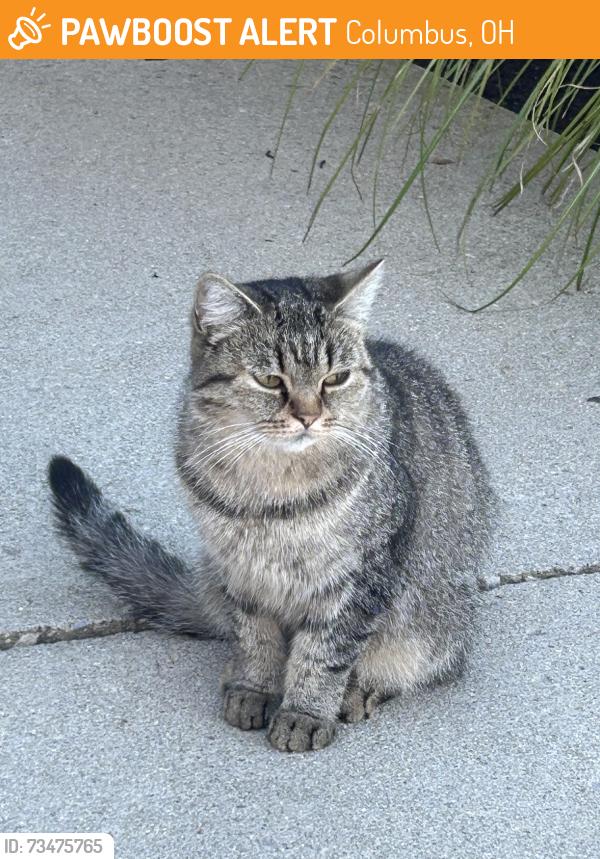 Found/Stray Female Cat last seen Ohio Dominican university, Columbus, OH 43219