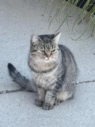 Found/Stray Female Cat last seen Ohio Dominican university, Columbus, OH 43219