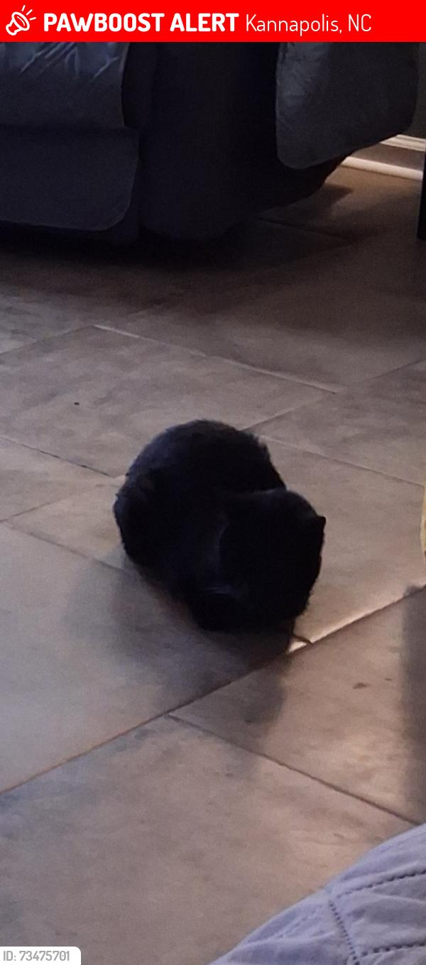 Lost Male Cat last seen Shady Brook Area, Kannapolis, NC 28081