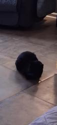 Lost Male Cat last seen Shady Brook Area, Kannapolis, NC 28081