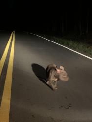Found/Stray Female Dog last seen Sardis Church Rd near Tommy Lee Cook, Coweta County, GA 30263