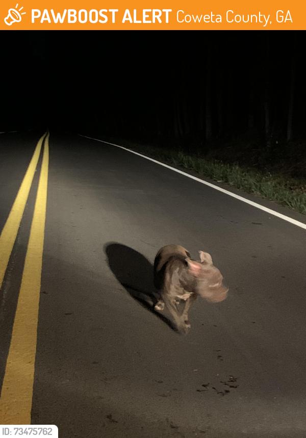 Found/Stray Female Dog last seen Sardis Church Rd near Tommy Lee Cook, Coweta County, GA 30263