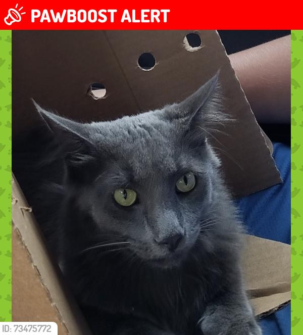 Lost Male Cat last seen Jefferson and 16 mile, Harrison Township, MI 48045