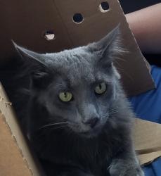 Lost Male Cat last seen Jefferson and 16 mile, Harrison Township, MI 48045