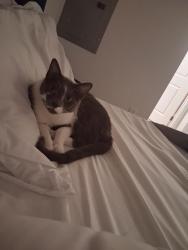 Reunited Male Cat last seen Near Selma Ave, Hollywood, CA 90028, USA, Los Angeles, CA 90028