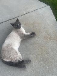 Found/Stray Male Cat last seen State street and Roe, Boise, ID 83714