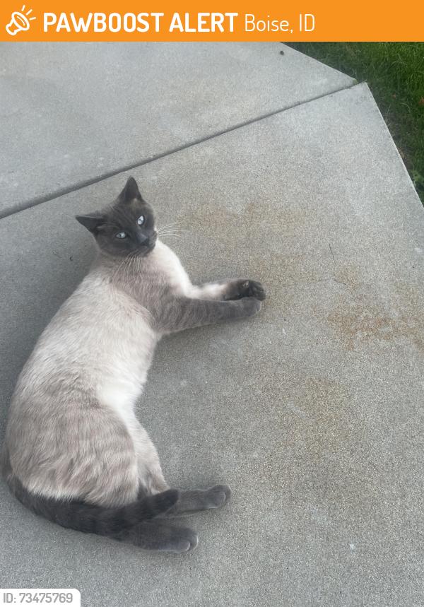 Found/Stray Male Cat last seen State street and Roe, Boise, ID 83714