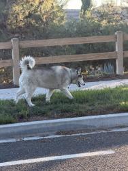 Found/Stray Unknown Dog last seen Greenhaven Dr & Keeneland Dr, Carlsbad, CA 92009