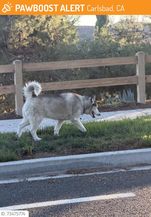 Found/Stray Unknown Dog last seen Greenhaven Dr & Keeneland Dr, Carlsbad, CA 92009