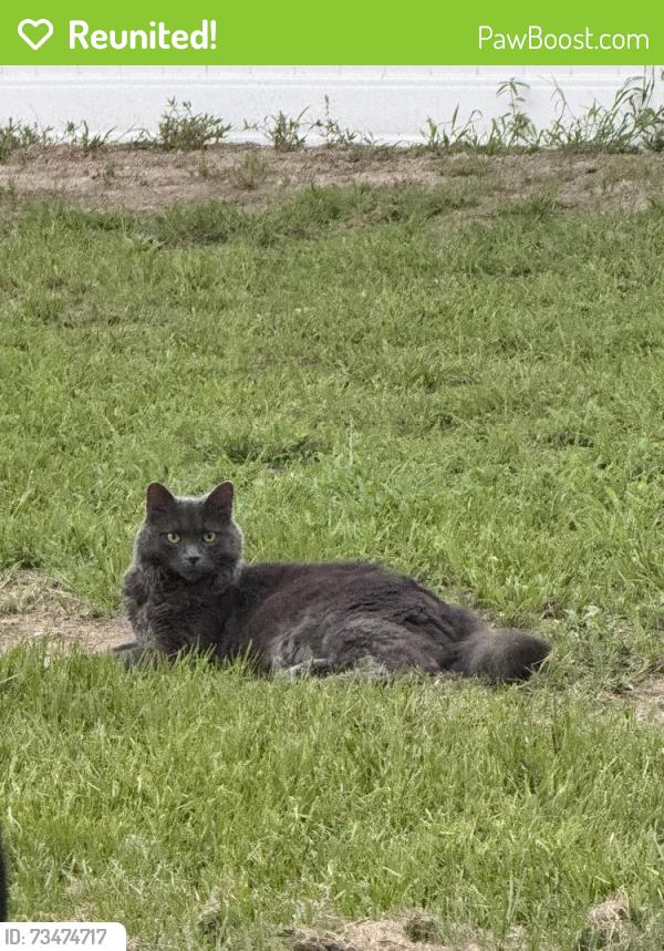 Reunited Male Cat last seen Our hse, Lillington, NC 27546