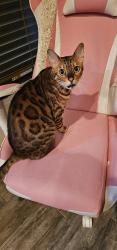 Reunited Male Cat last seen Plaza Tower Neighborhood, Moore, OK 73160