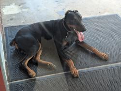 Found/Stray Unknown Dog last seen Autozone on Neeshaw Dr., Houston, Houston, TX 77065