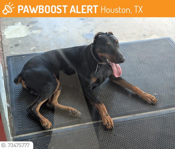 Found/Stray Unknown Dog last seen Autozone on Neeshaw Dr., Houston, Houston, TX 77065