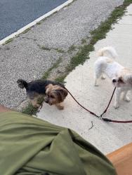 Lost Unknown Dog last seen Grovewood, Cleveland, OH 44110