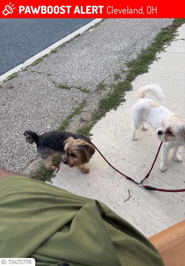 Lost Unknown Dog last seen Grovewood, Cleveland, OH 44110