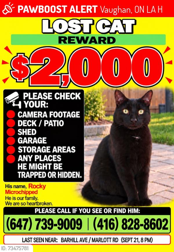 Lost Male Cat last seen Keele and major Mackenzie, Vaughan, ON L6A 1H2