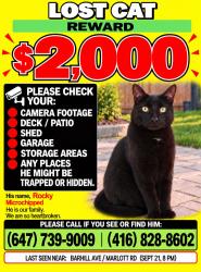 Lost Male Cat last seen Keele and major Mackenzie, Vaughan, ON L6A 1H2