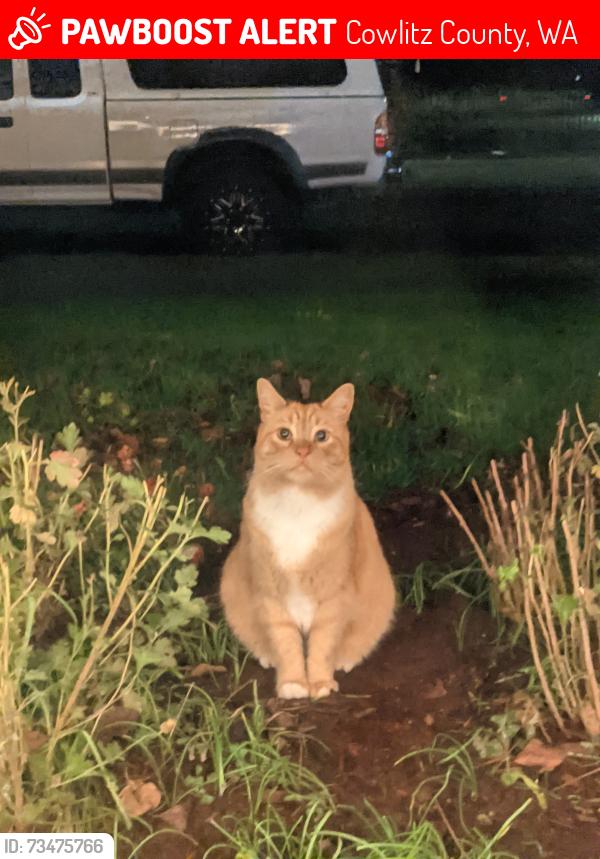 Lost Male Cat last seen Rudy Ross road, Cowlitz County, WA 98674