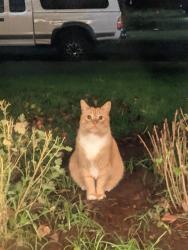 Lost Male Cat last seen Rudy Ross road, Cowlitz County, WA 98674