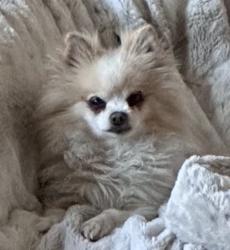 Reunited Male Dog last seen Golden Lynwood area, San Bernardino, CA 92404